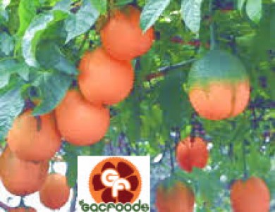 About Gac Fruit in Vietnam