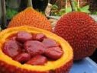 Gac fruits Vietnam - French