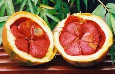 Gacfruit Viet Nam