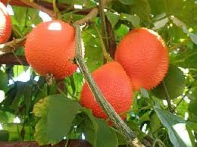 Gac fruit Vietnam Benifits - Japanese